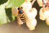 Syrphus ribesii
